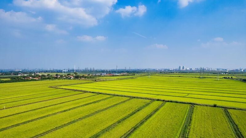 农民合作社内部管理，如何构建高效制度？**