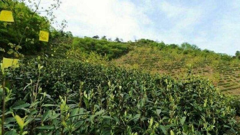 有机农业种植技术教程：视频下载指南**