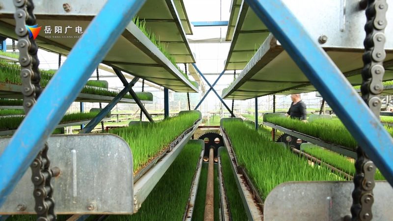 智慧农业种植系统：标准规范引领未来