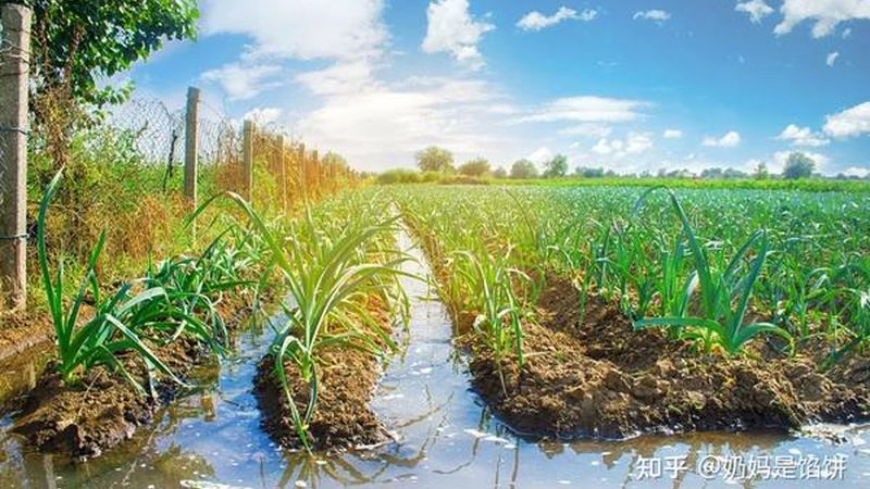餐饮蔬菜配送报价明细表：如何解读与选择**