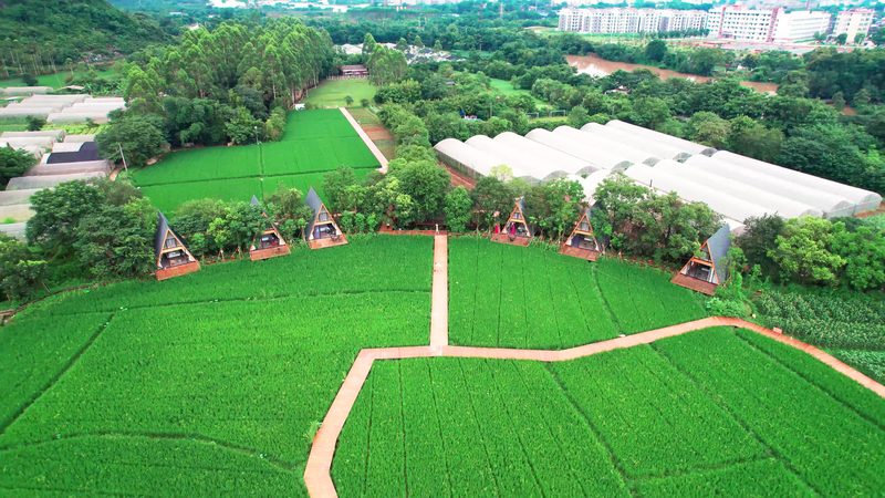 连栋温室：揭开其设施批发价格背后的秘密**