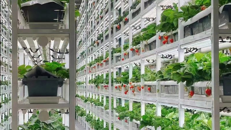 从播种到采收：不同农业种植方法的流程与效果对比